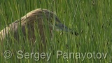 Video of Squacco Heron - Squacco Heron hunting fish near to the Shabla lake